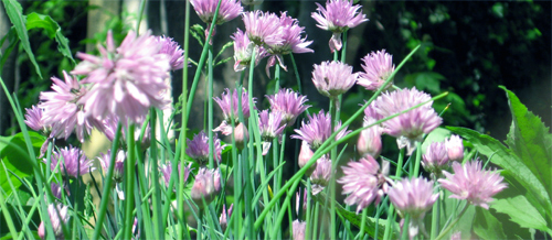 chives