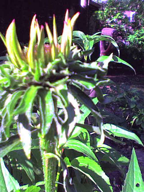 early purple coneflower